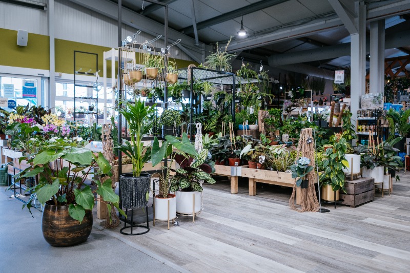 Indoor plants - Fernhill