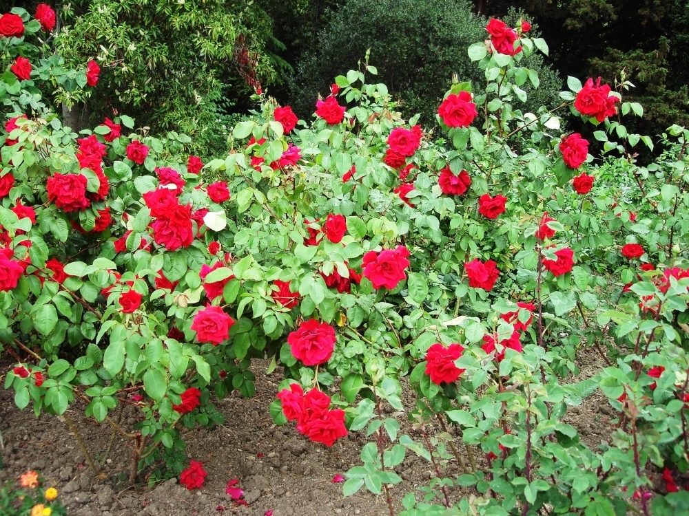 Gardening in Athlone