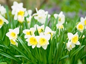 Garden Centres in Ireland